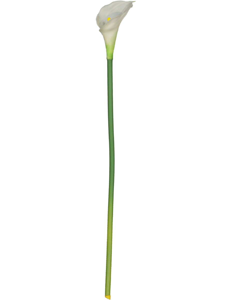 Lily Flower