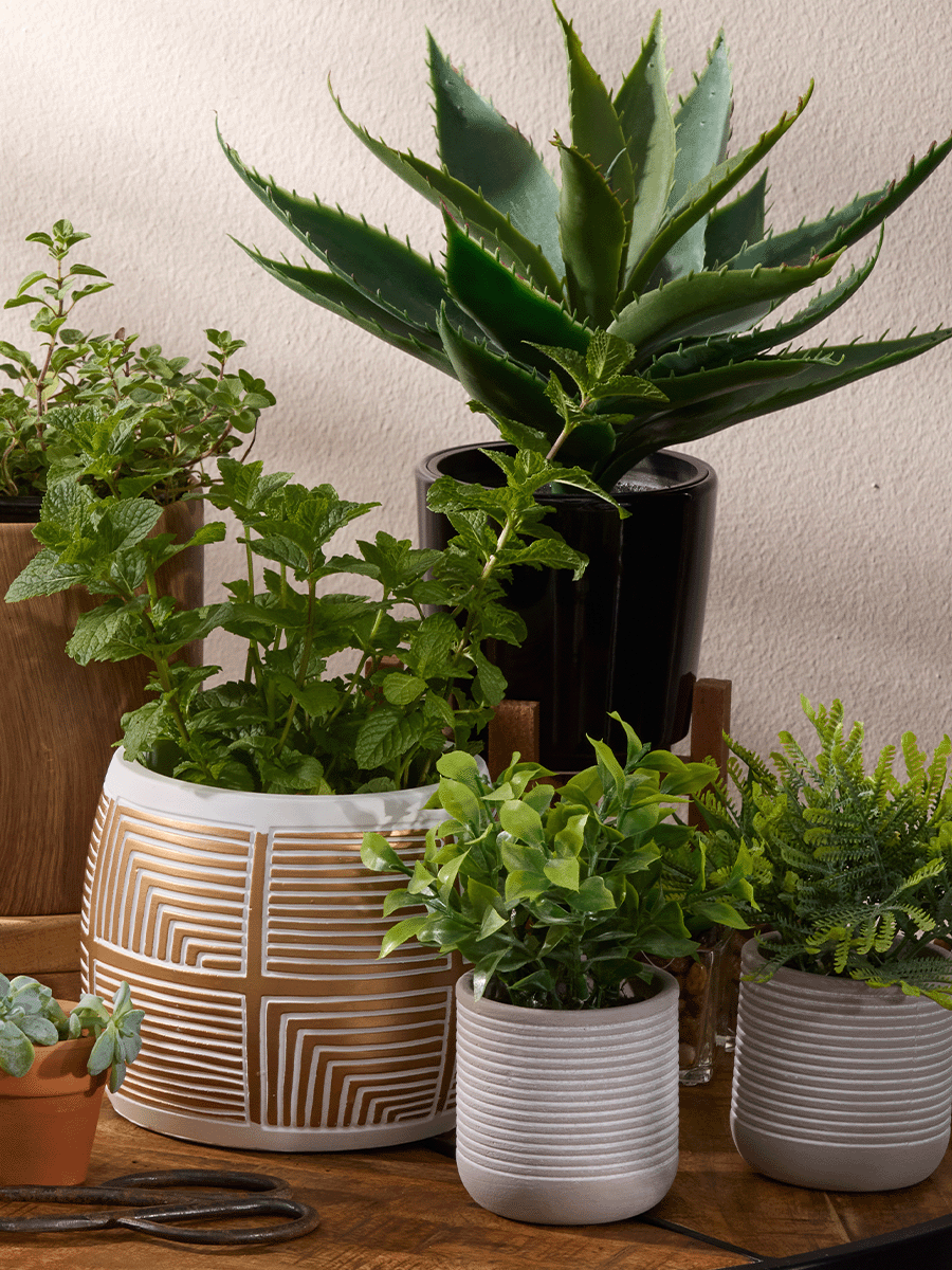 Foliage In Cement Pot