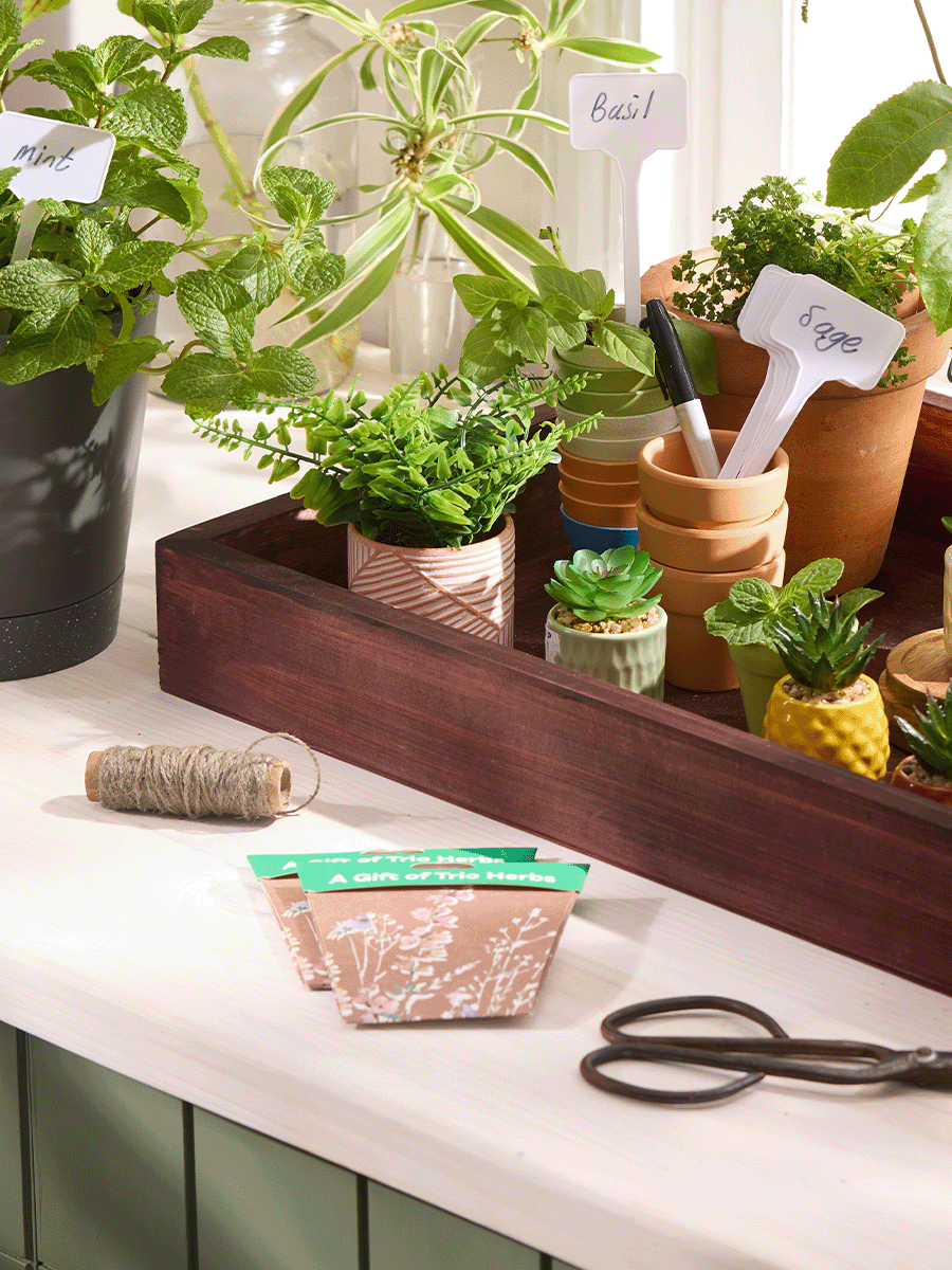 A Gift Of Trio Herbs