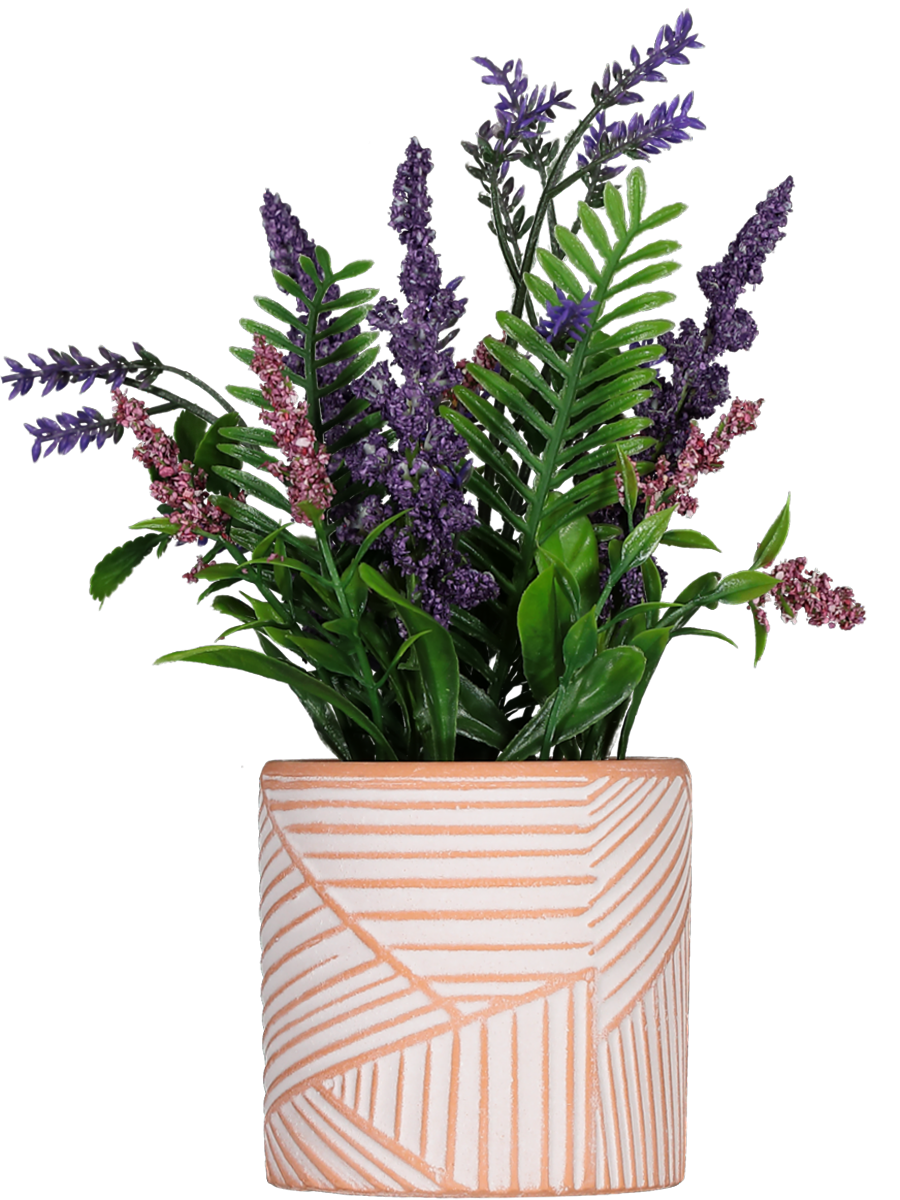 Lavender Pot Plants