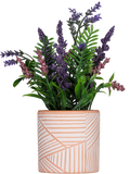 Lavender Pot Plant