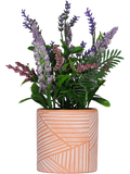 Lavender Pot Plant (1)