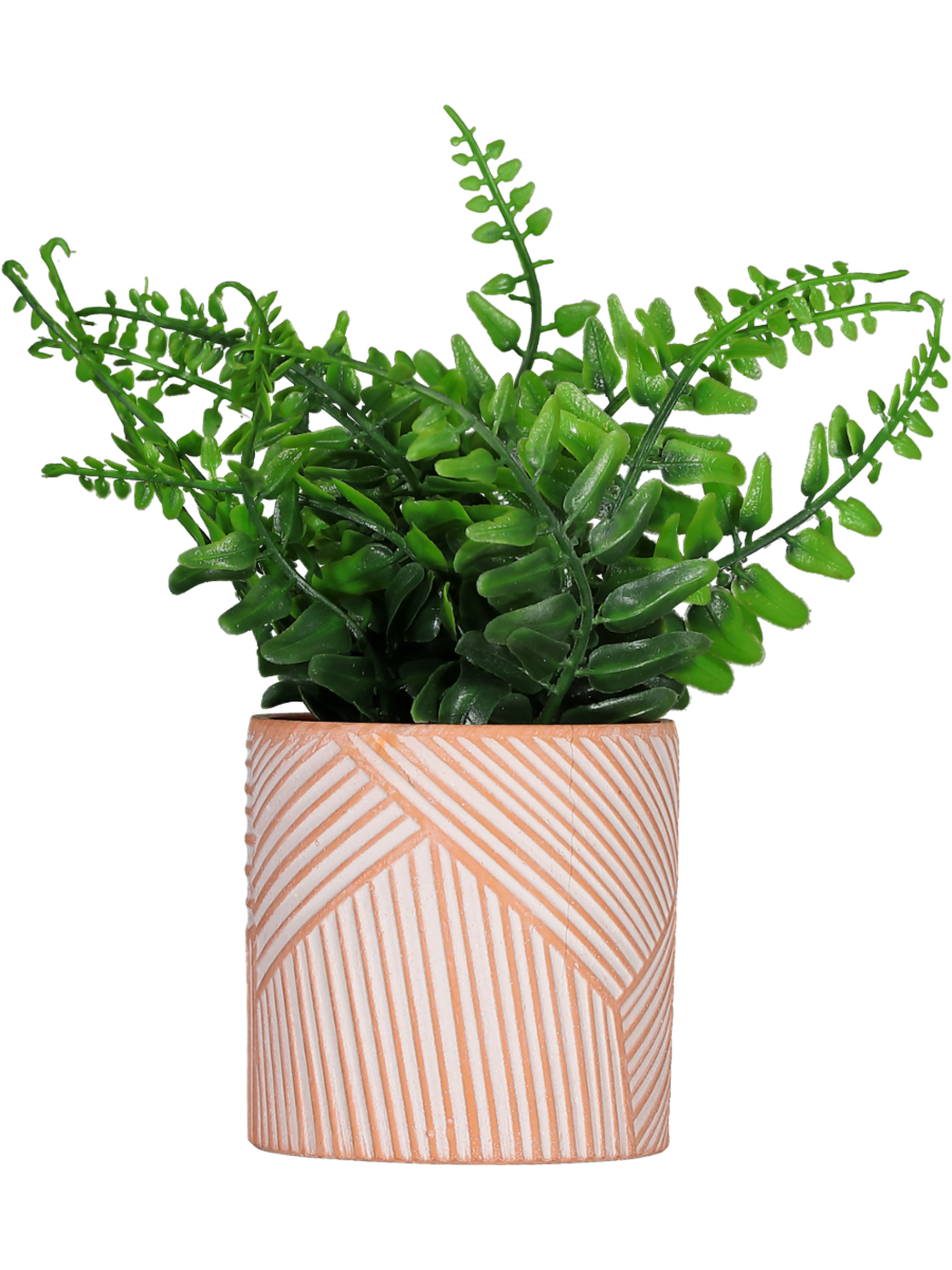 Lavender Pot Plants