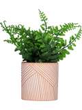Lavender Pot Plant (2)