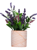 Lavender Pot Plant (3)
