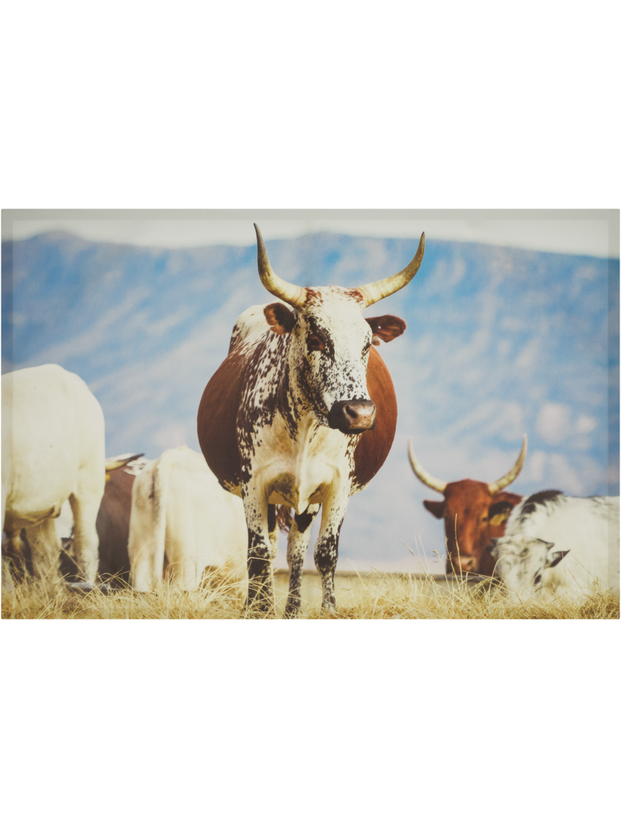 Cow Canvas