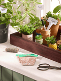 A Gift Of Trio Herbs (1)