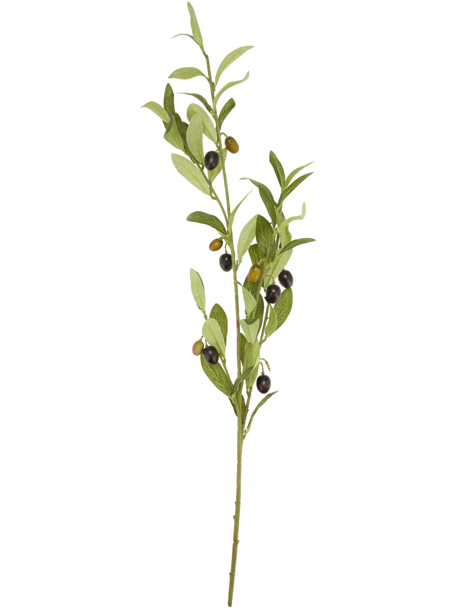 Olive Branch Foliage Plants