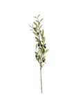 Olive Branch Foliage Plants (1)