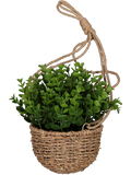 Hanging Basket Plant