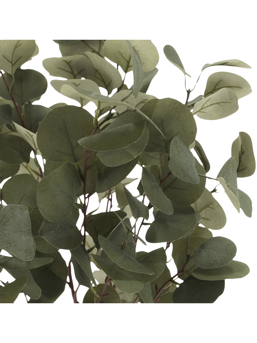 Pennygum Tree
