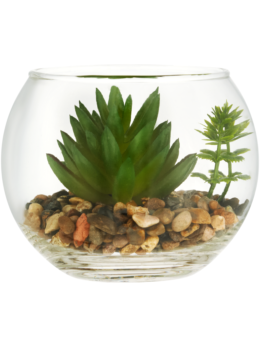 Glass Terrarium With Succulent
