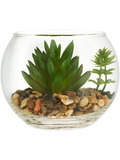 Glass Terrarium With Succulent