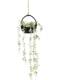 Hanging Pot Plant