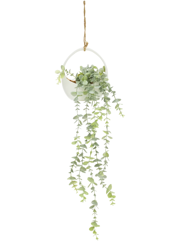 Hanging Pot Plant