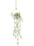Hanging Pot Plant (1)