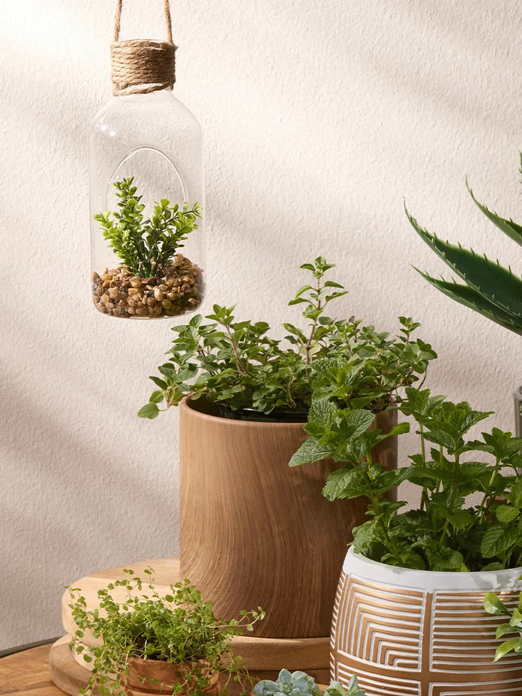 Succulent In Glass Terrarium