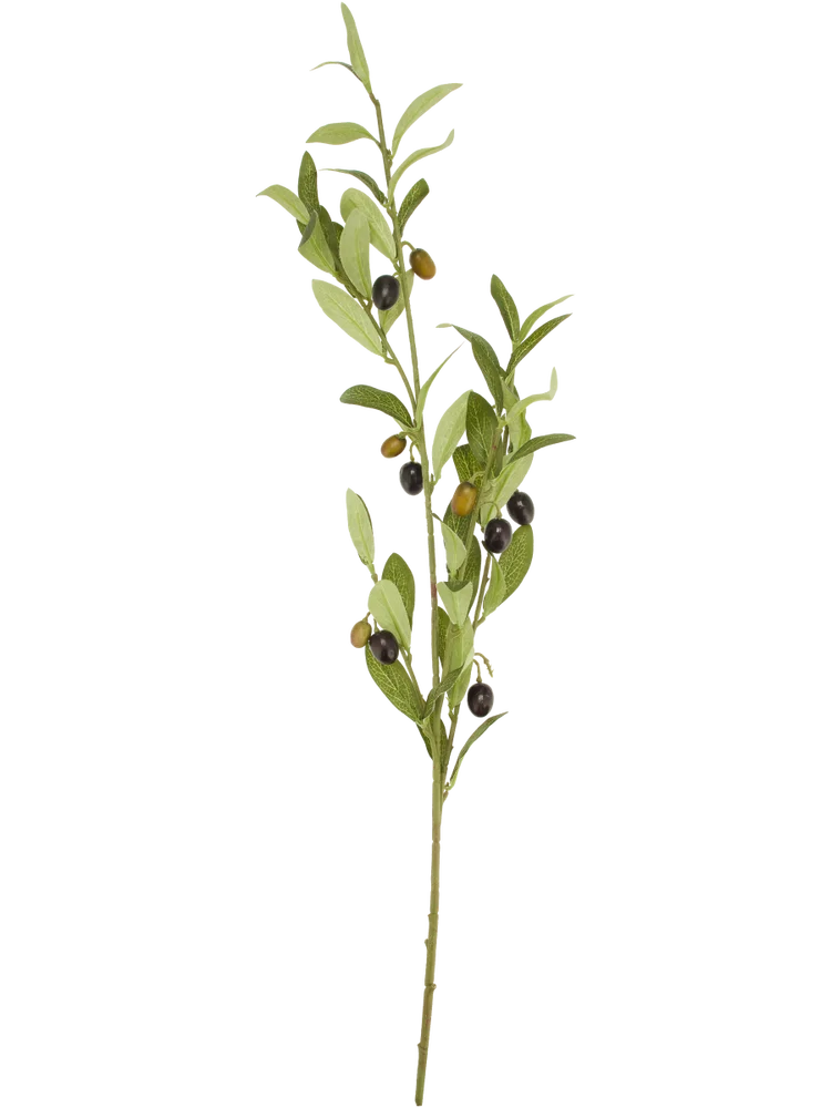 Olive Branch Foliage Plants