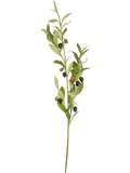 Olive Branch Foliage Plants