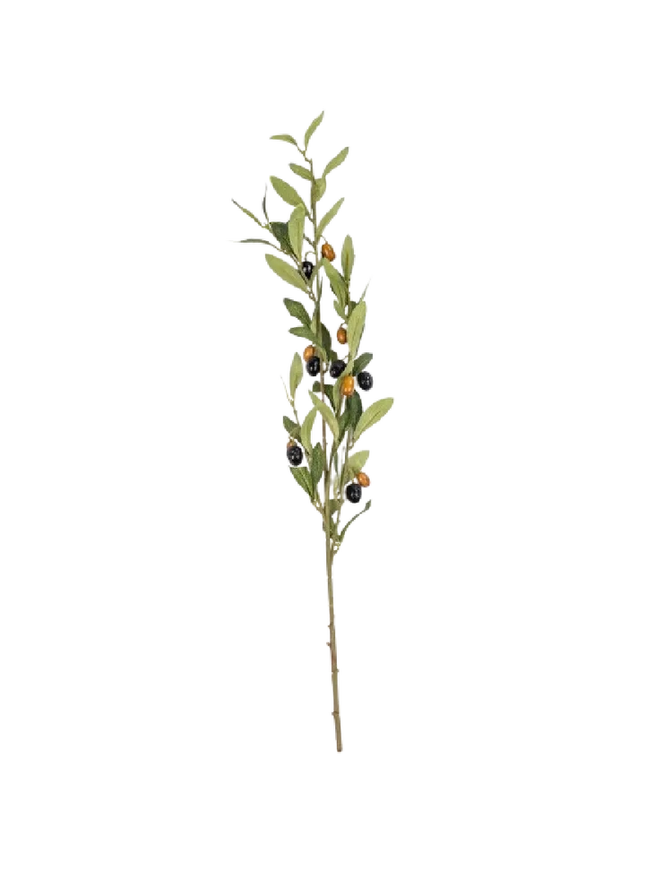 Olive Branch Foliage Plants (1)