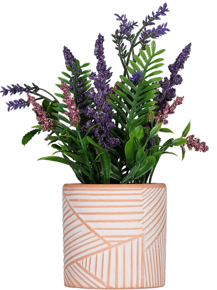 Lavender Pot Plant