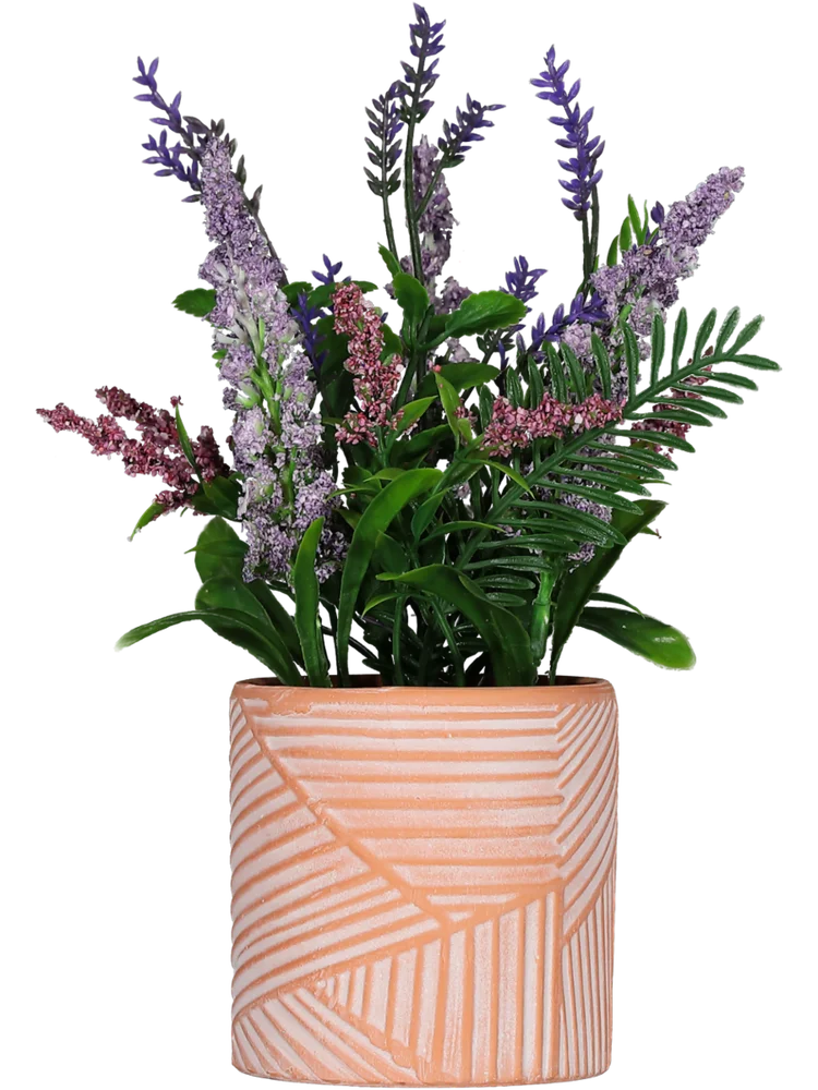 Lavender Pot Plant