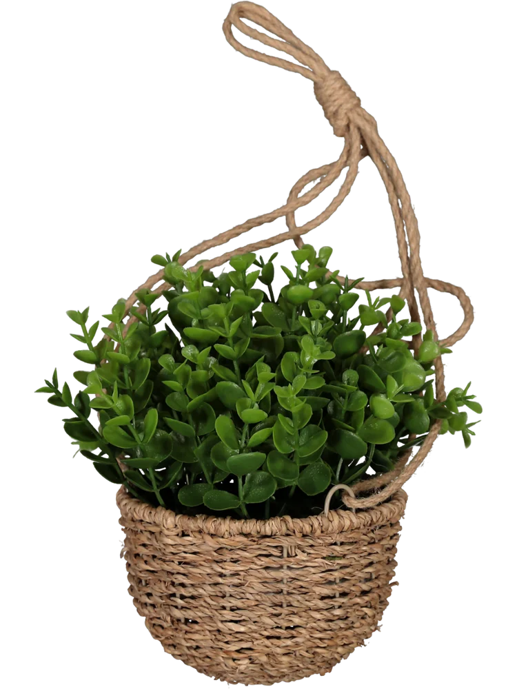 Hanging Basket Plant