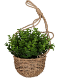 Hanging Basket Plant