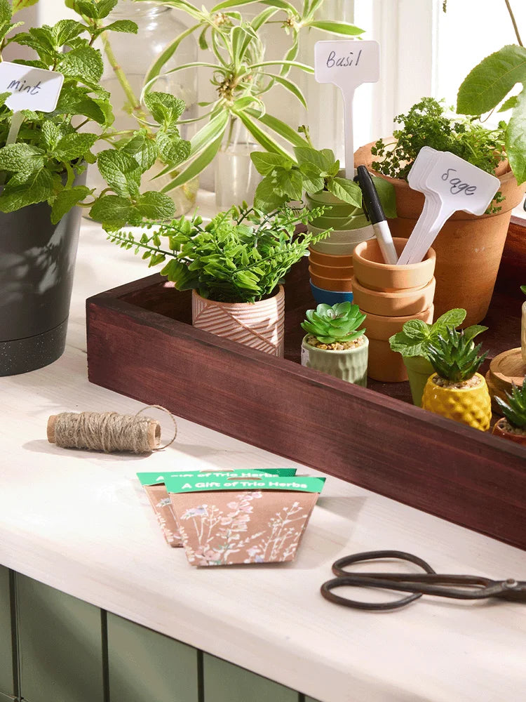 A Gift Of Trio Herbs Greeting Card