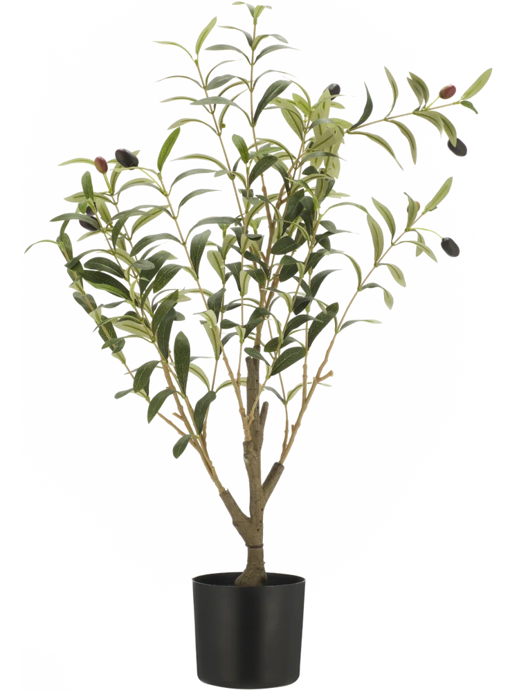 Olive Tree