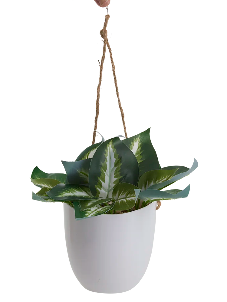 Hanging Plant