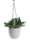 Hanging Plant