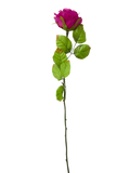 Single Rose