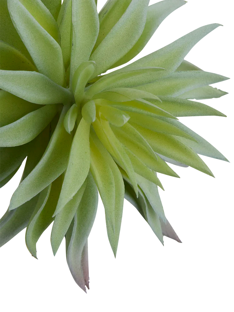 Air Plant (1)