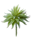 Air Plant