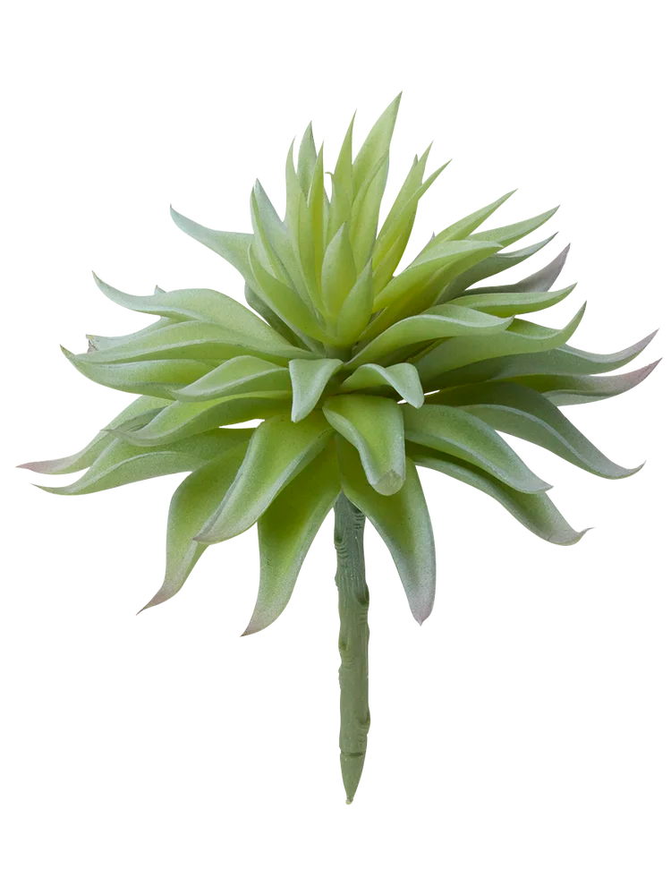Air Plant