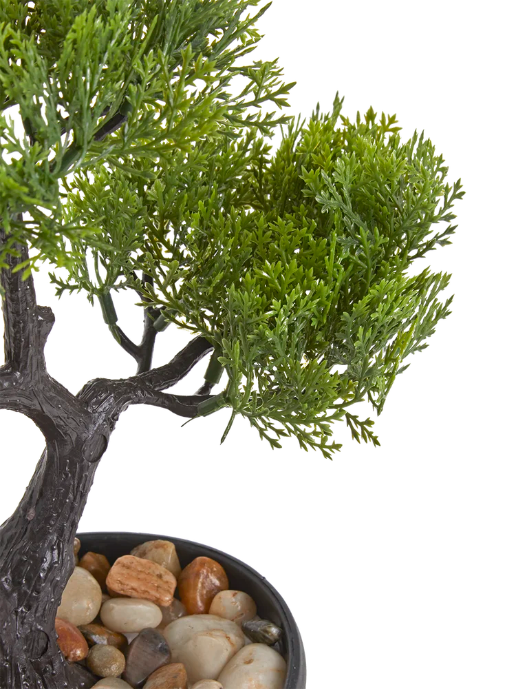 Bonsai Plant (1)