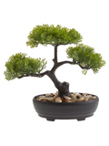 Bonsai Plant