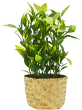 Basket Potted Plants
