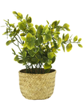 Basket Potted Plants (1)
