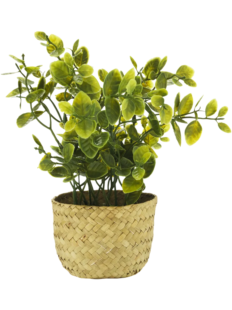 Basket Potted Plants (1)