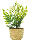 Basket Potted Plants (2)
