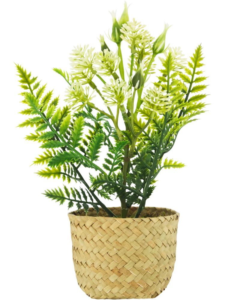 Basket Potted Plants (2)